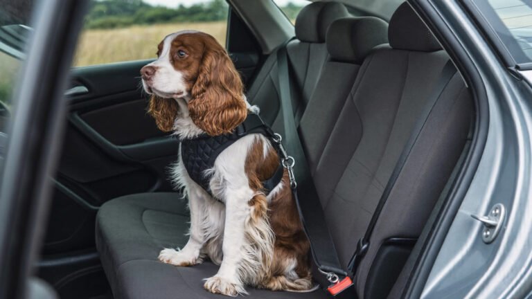 Spaniel restrained on a car back seat with a padded harness clipped into the seat belt buckle