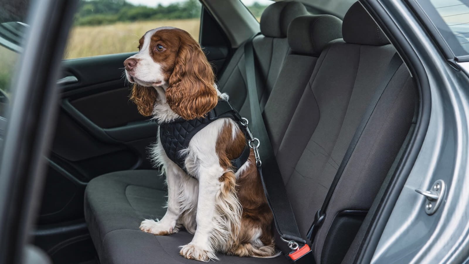 Spaniel restrained on a car back seat with a padded harness clipped into the seat belt buckle
